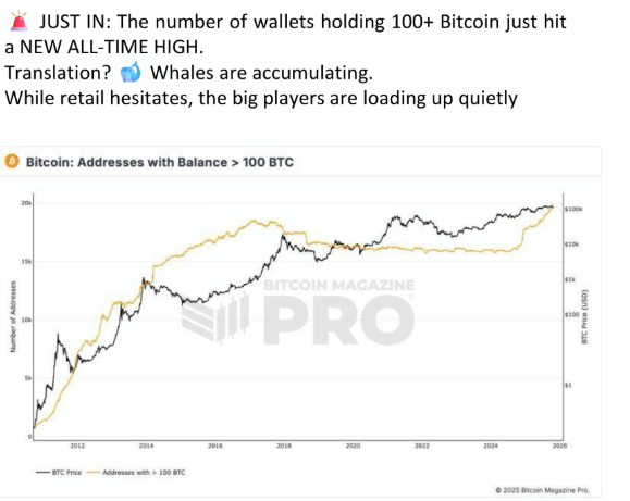 whales feeding on 100+ wallets